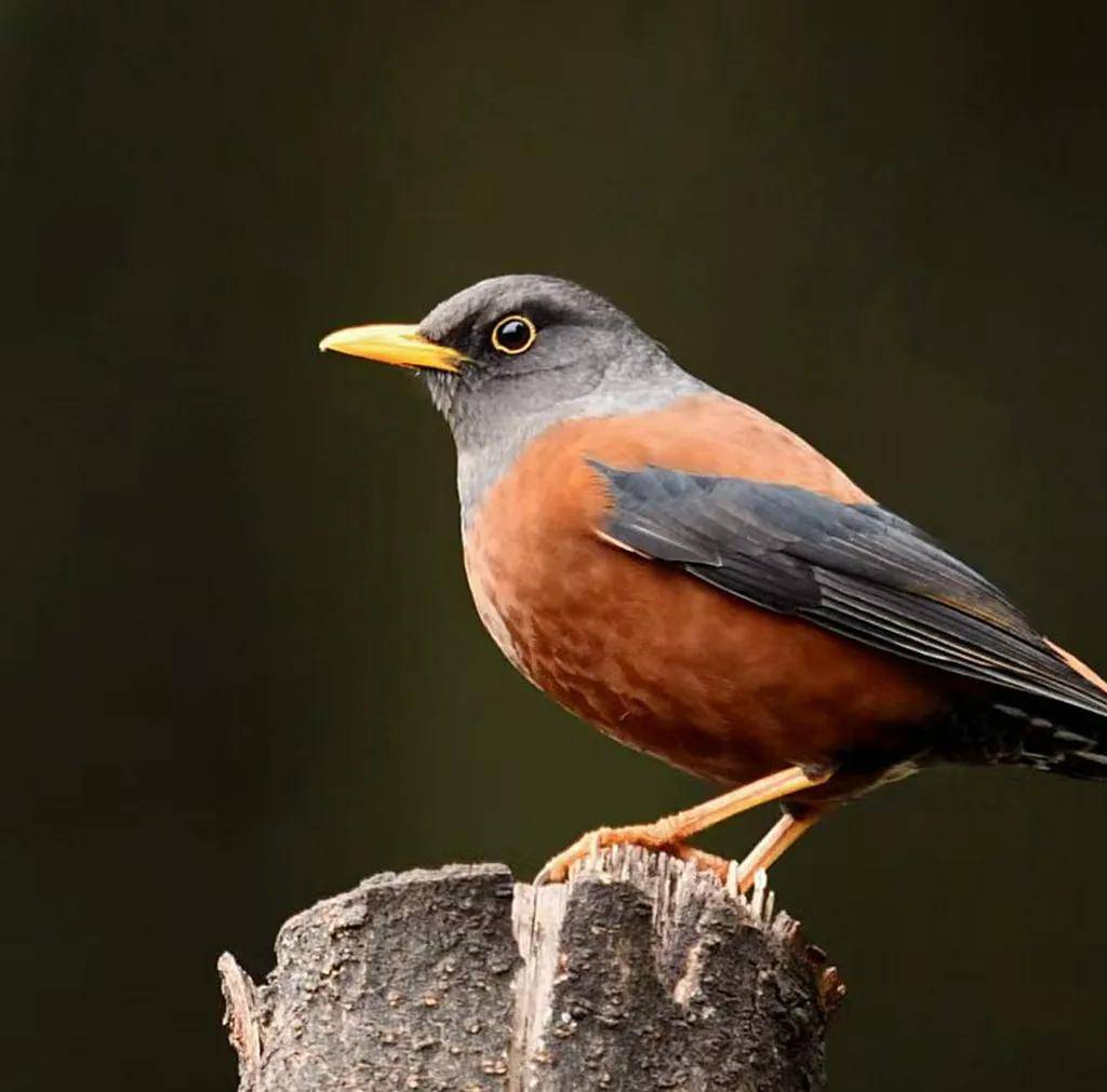 昆明秋冬拍鸟季:黄龙箐、金龟山、猫猫箐鸟塘里的光影盛宴