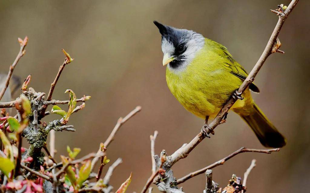 昆明秋冬拍鸟季:黄龙箐、金龟山、猫猫箐鸟塘里的光影盛宴