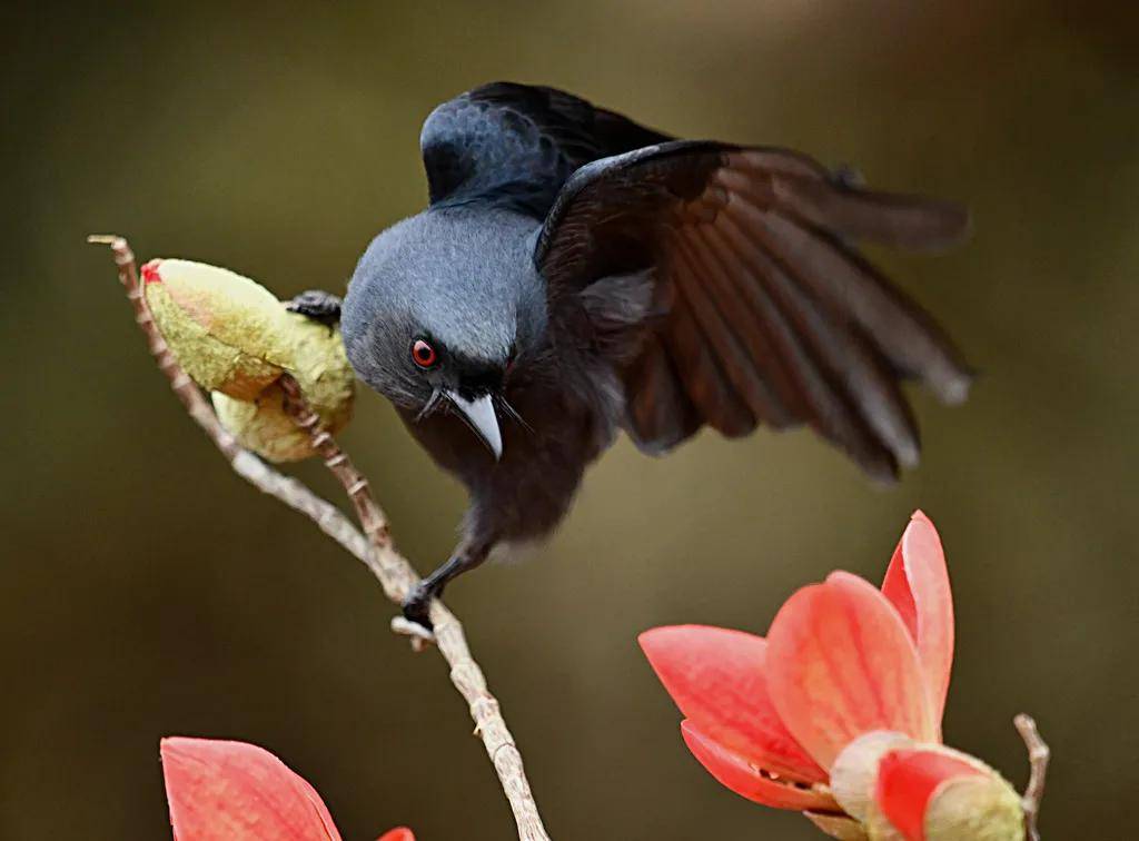 昆明秋冬拍鸟季:黄龙箐、金龟山、猫猫箐鸟塘里的光影盛宴