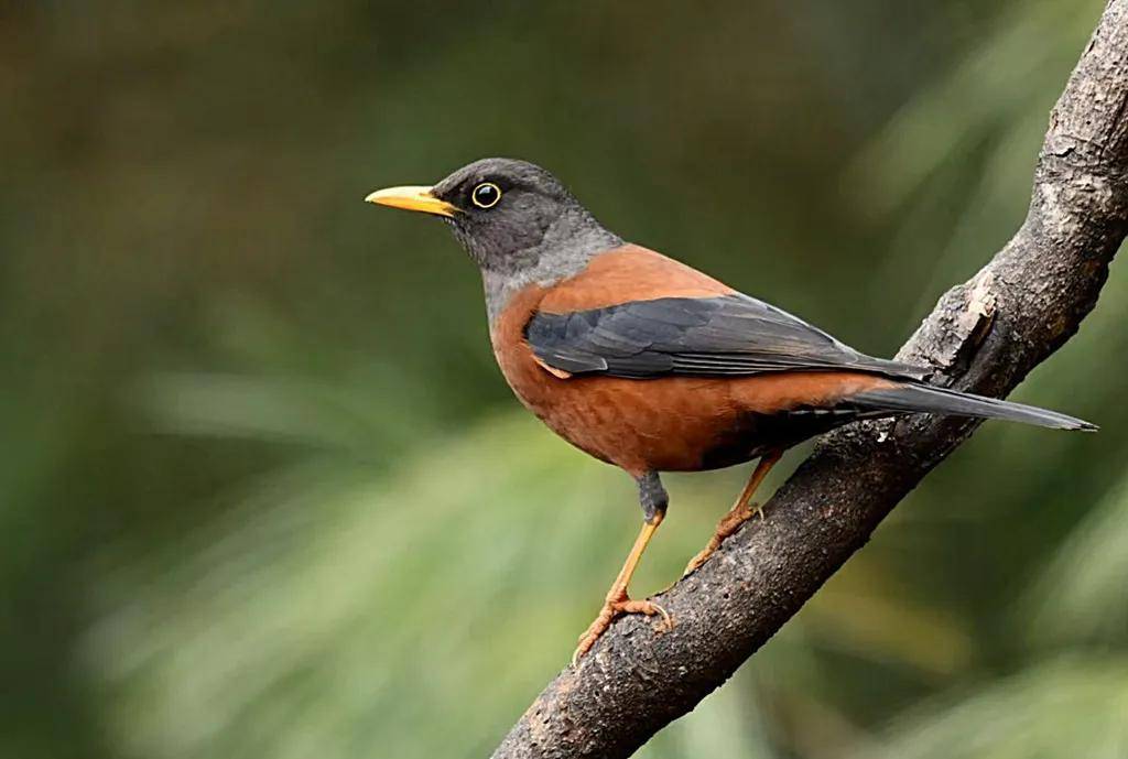 昆明秋冬拍鸟季:黄龙箐、金龟山、猫猫箐鸟塘里的光影盛宴