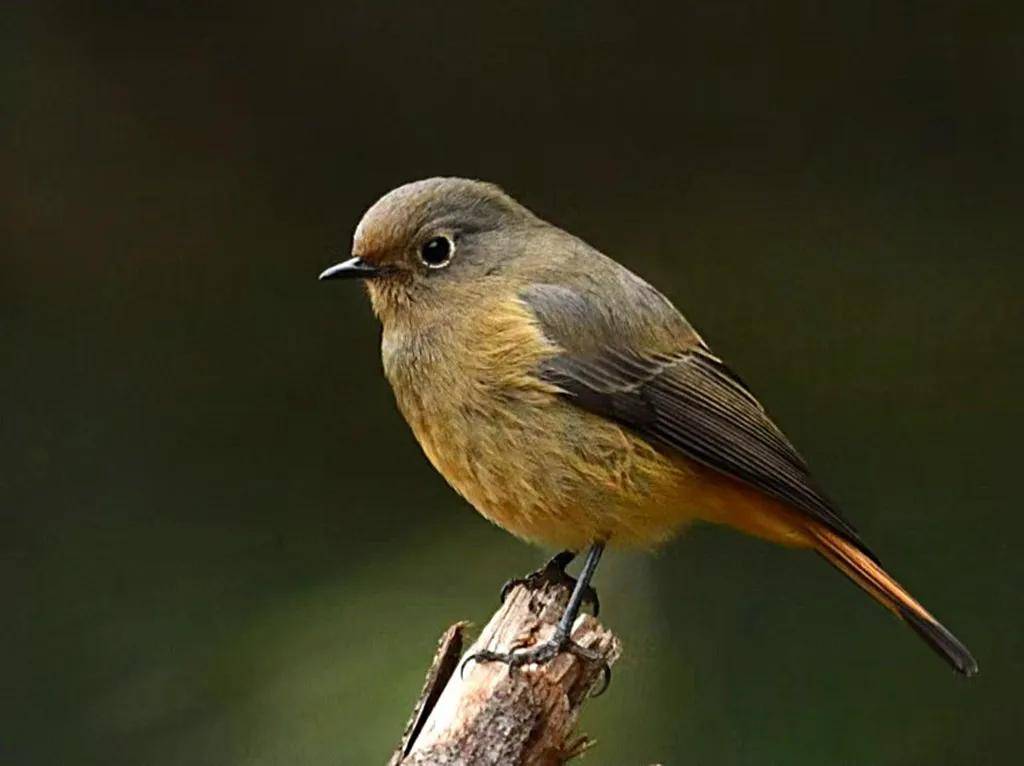 昆明秋冬拍鸟季:黄龙箐、金龟山、猫猫箐鸟塘里的光影盛宴