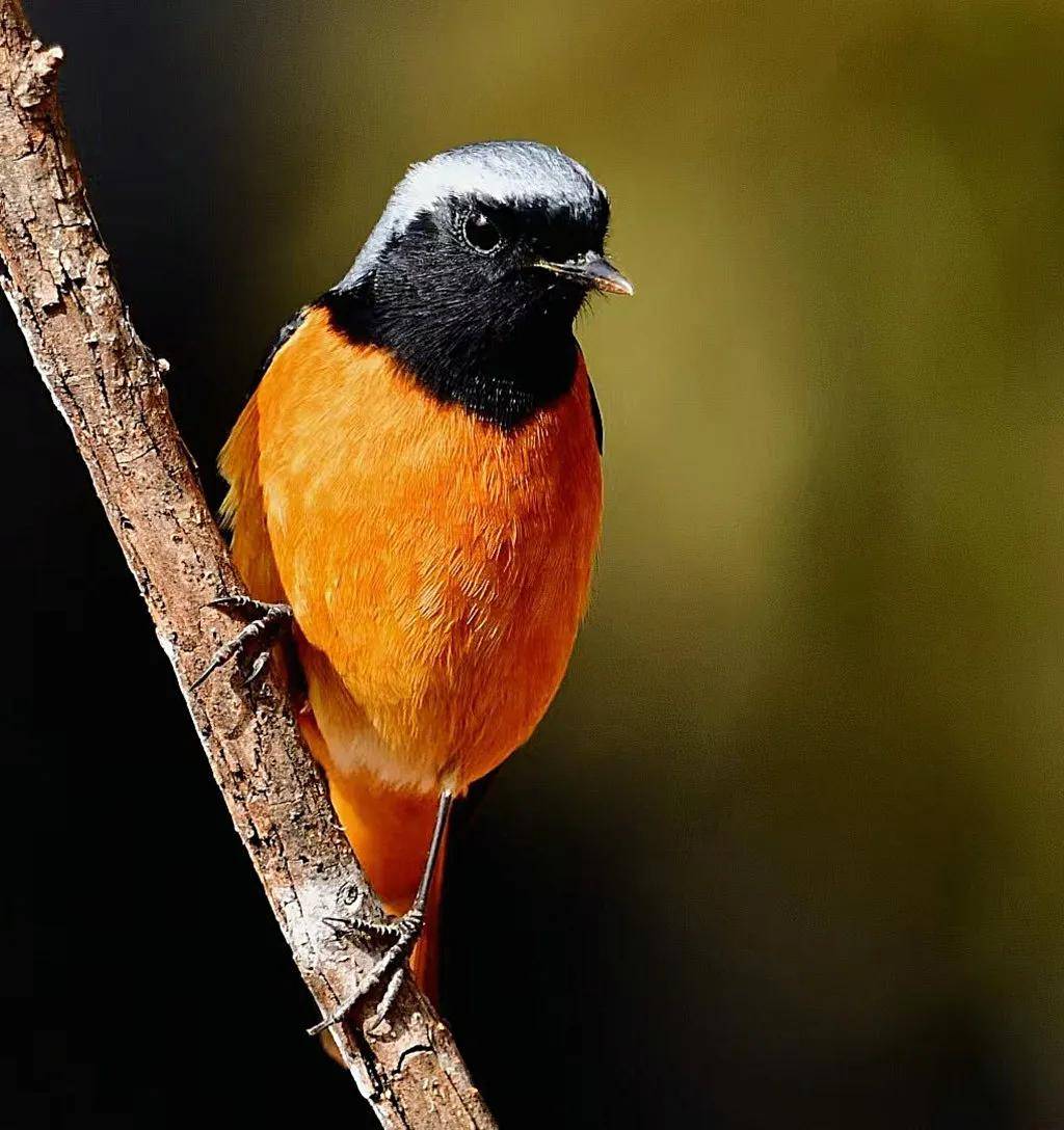 昆明秋冬拍鸟季:黄龙箐、金龟山、猫猫箐鸟塘里的光影盛宴