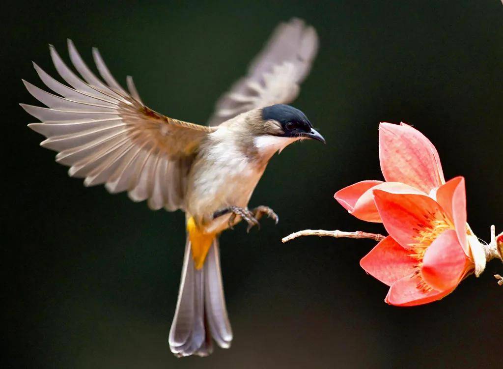 昆明秋冬拍鸟季:黄龙箐、金龟山、猫猫箐鸟塘里的光影盛宴
