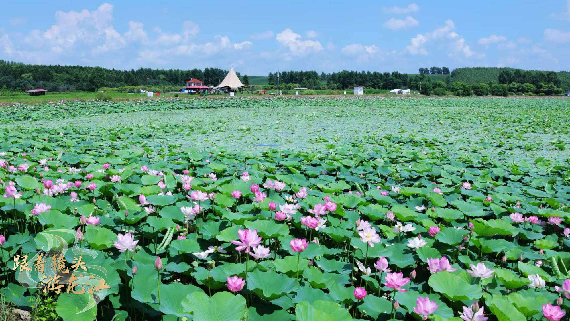 跟着镜头游龙江｜绥化金龟山庄20万平方米荷花池迎来盛花期