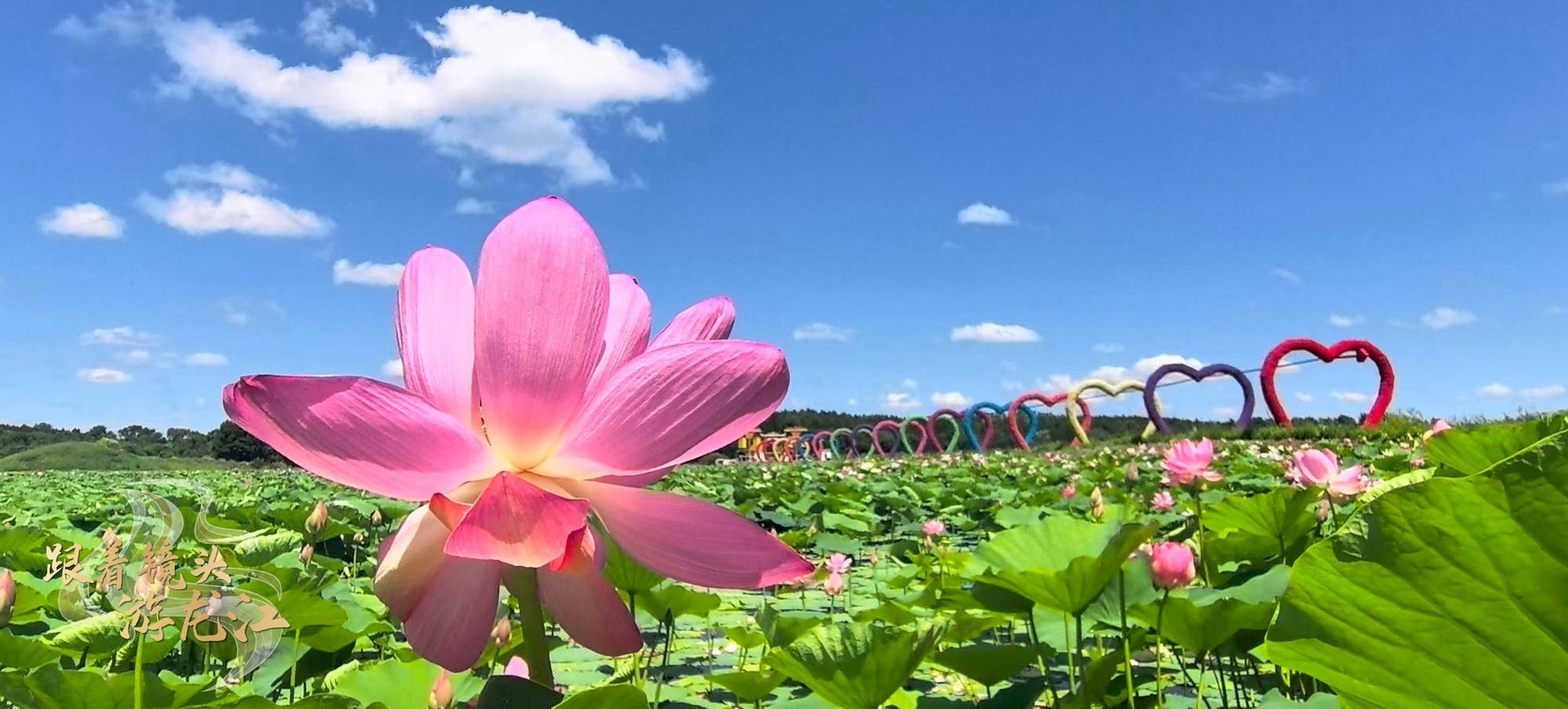 跟着镜头游龙江|绥化金龟山庄20万平方米荷花池迎来盛花期