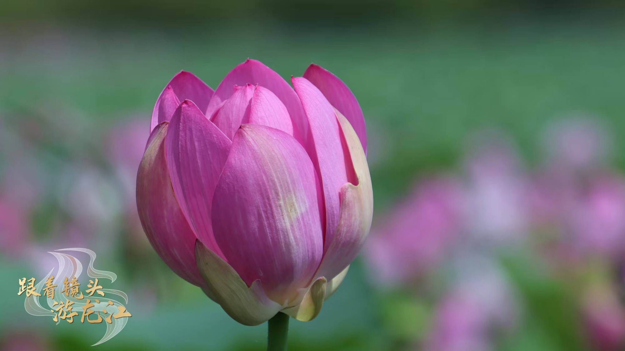 跟着镜头游龙江|绥化金龟山庄20万平方米荷花池迎来盛花期