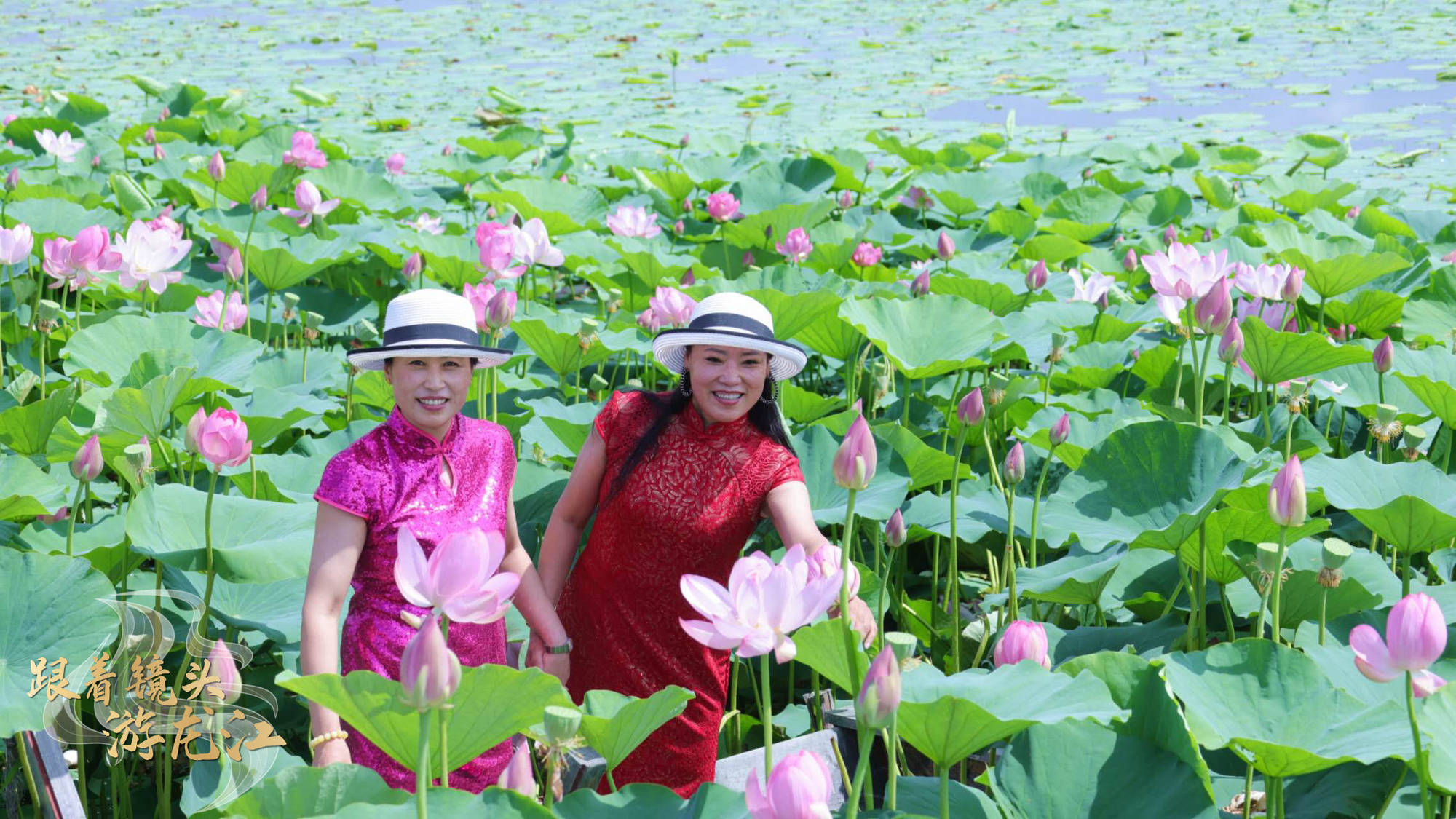 跟着镜头游龙江|绥化金龟山庄20万平方米荷花池迎来盛花期