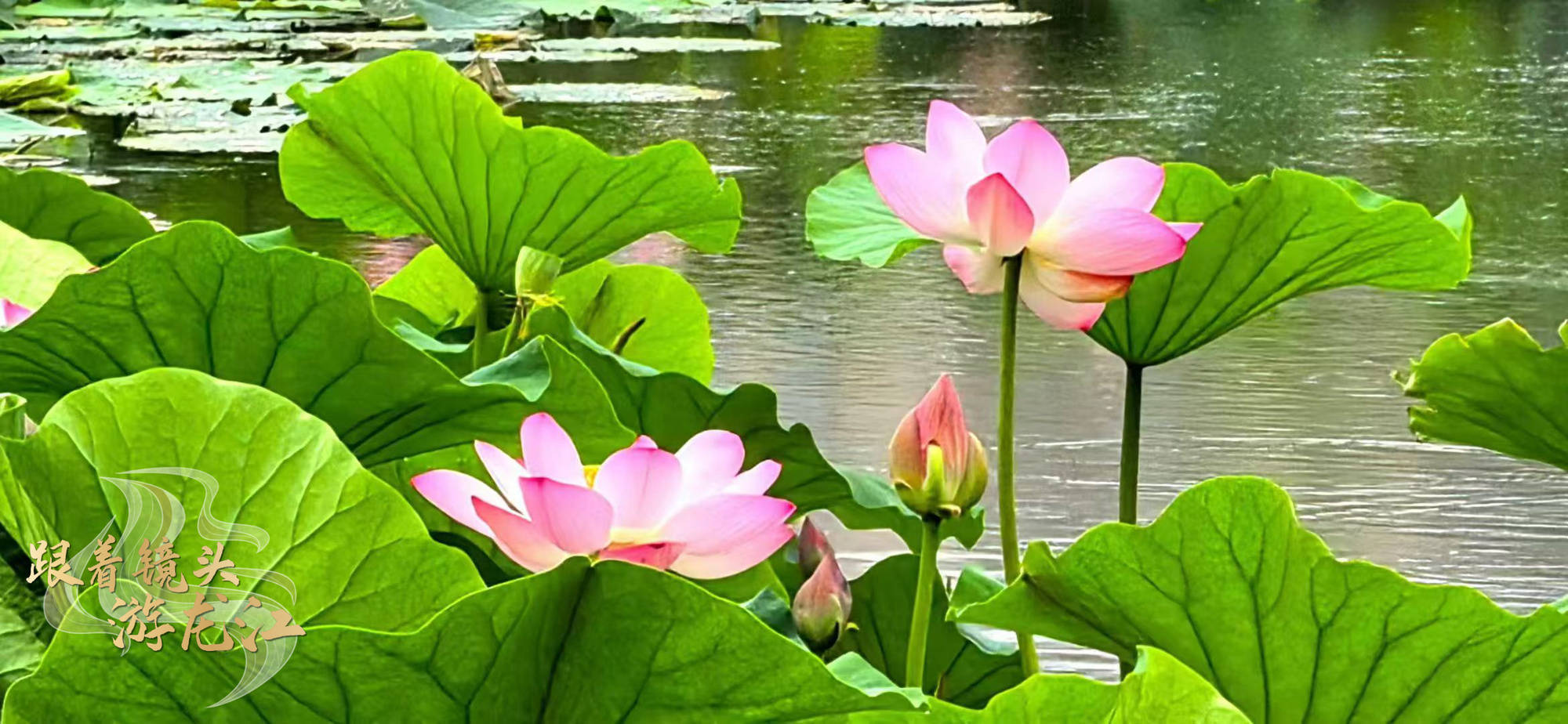 跟着镜头游龙江|绥化金龟山庄20万平方米荷花池迎来盛花期