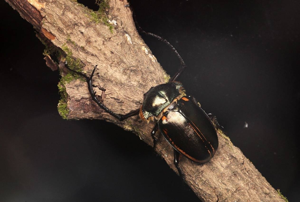 佛顶山国家级自然保护区发现国家二级保护动物阳彩臂金龟