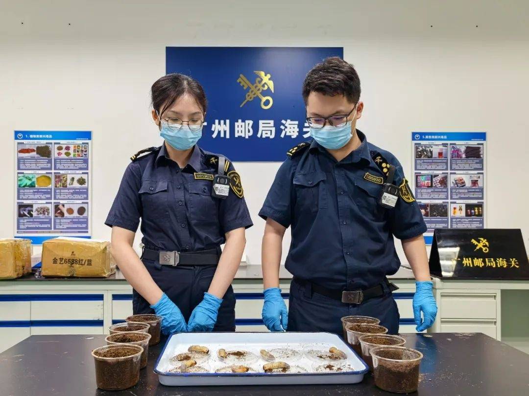 海关在进境邮件中查获8只活体金龟科物种幼虫：个体肥大呈白色，夹藏在零食中