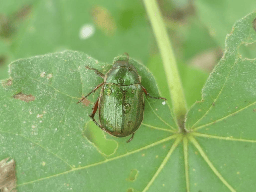 探秘铜绿异丽金龟的“双面虫生”