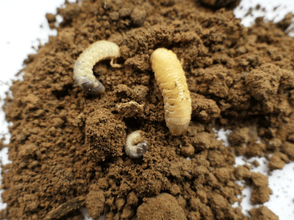 探秘铜绿异丽金龟的“双面虫生”