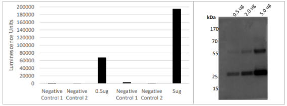 LifeSensors-抗SENP2core抗体：解锁细胞调控新密码