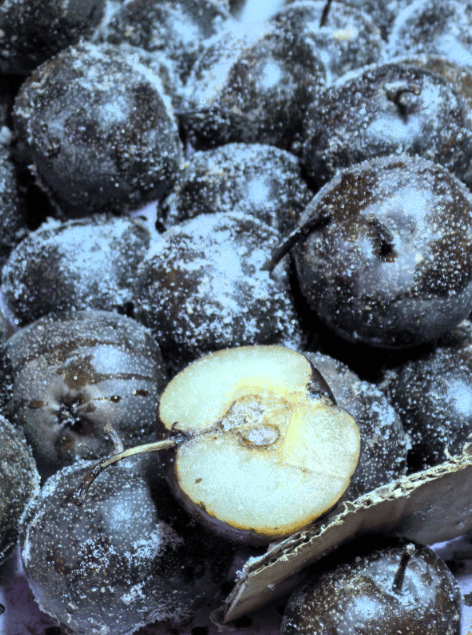 黑龙江的冬天,嘎嘎甜!