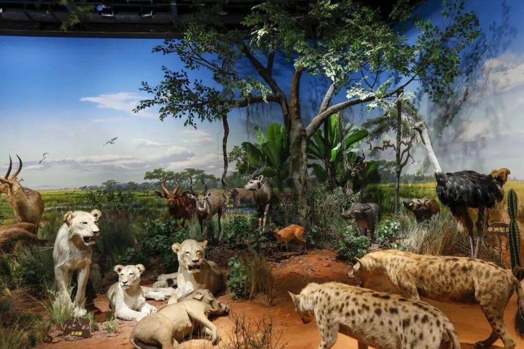 全球首站，中国唯一！成都又要放大招了！