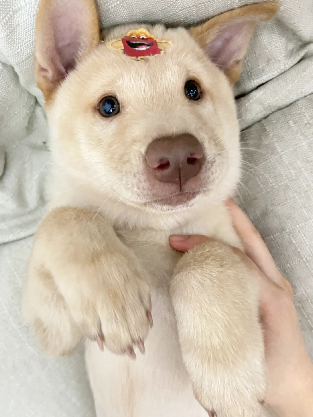 luckydoge币(luckydoge币的项目方)